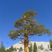 SouthernSierra 467 : SouthernSierra